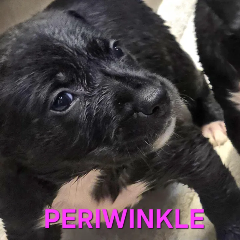 Periwinkle thumbnail 6