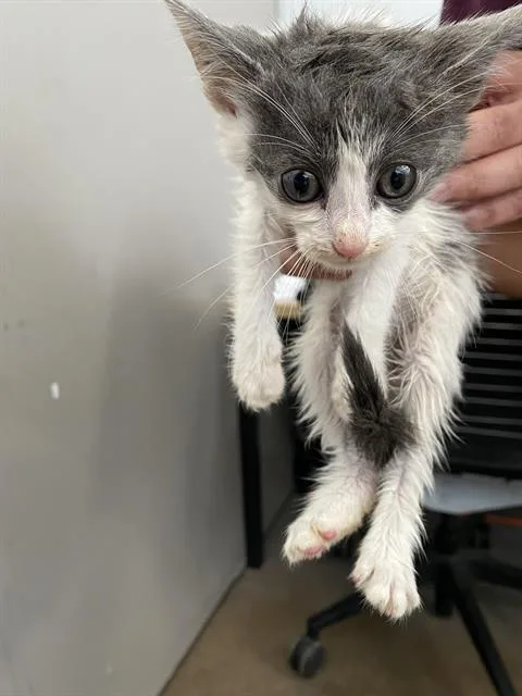 A baby medium-sized male Domestic Short Hair cat named Onion for adoption in Dallas, TX