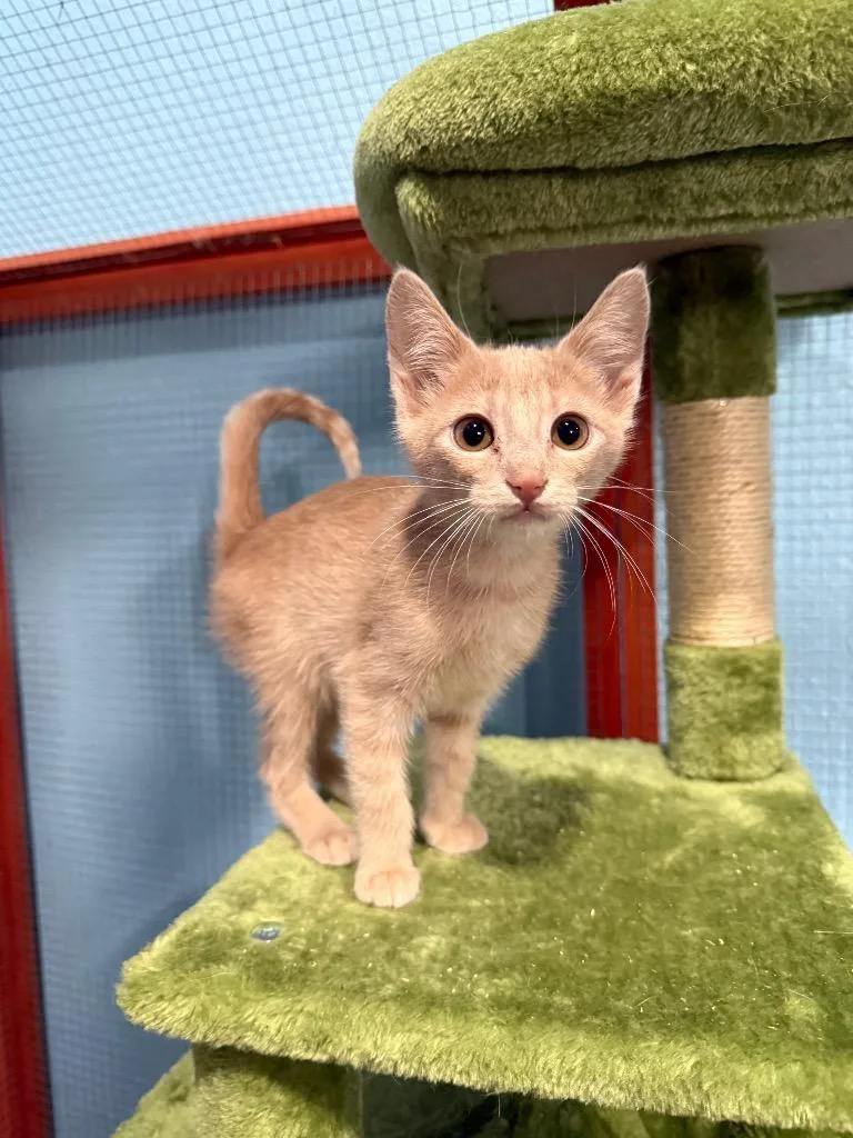 A baby small-sized female American Shorthair cat named Ellie for adoption in Glen Rose, TX
