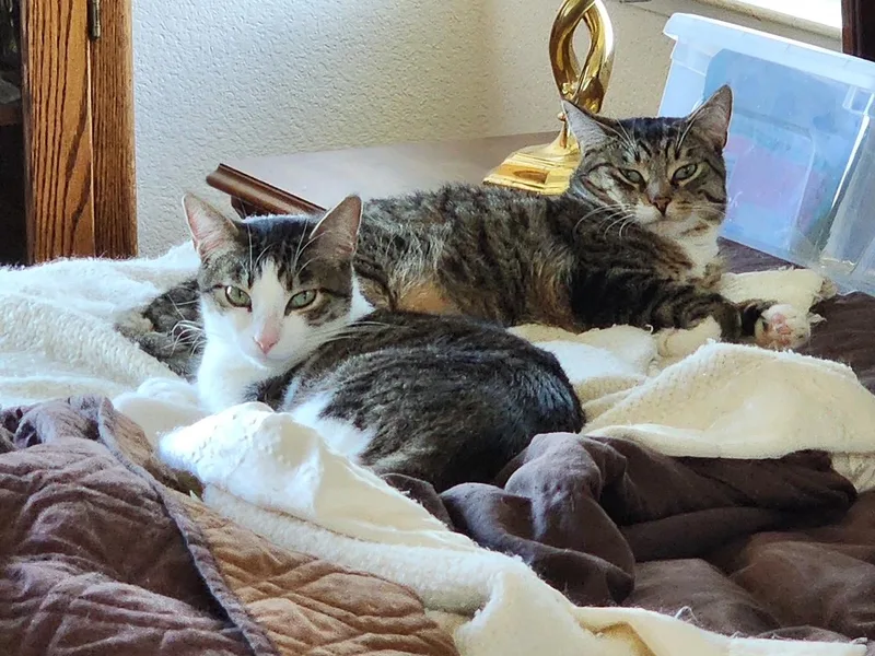 An adult medium-sized male Tabby (Brown / Chocolate) Tabby cat named Gordita & Crunchiwrap [bonded for adoption in Benicia, CA