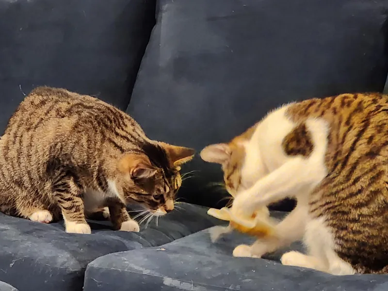 Gordita & Crunchiwrap [bonded thumbnail 3
