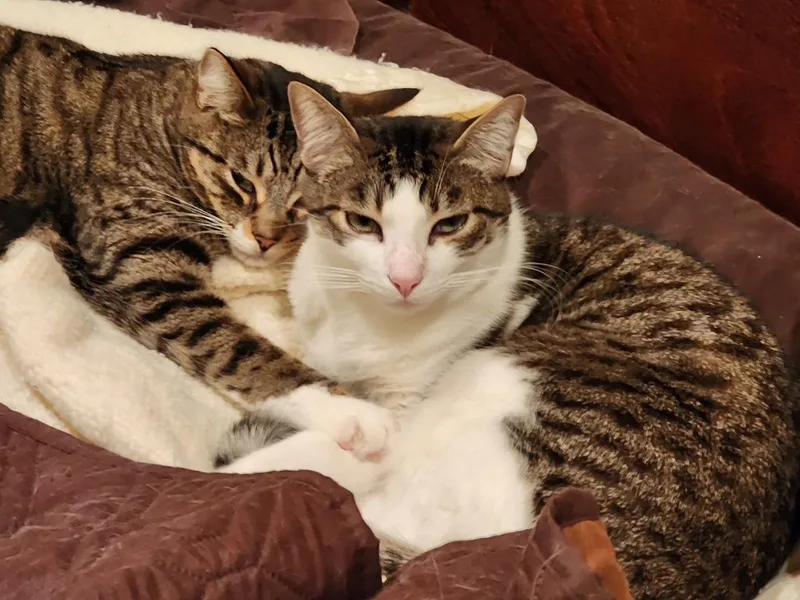 Gordita & Crunchiwrap [bonded thumbnail 5