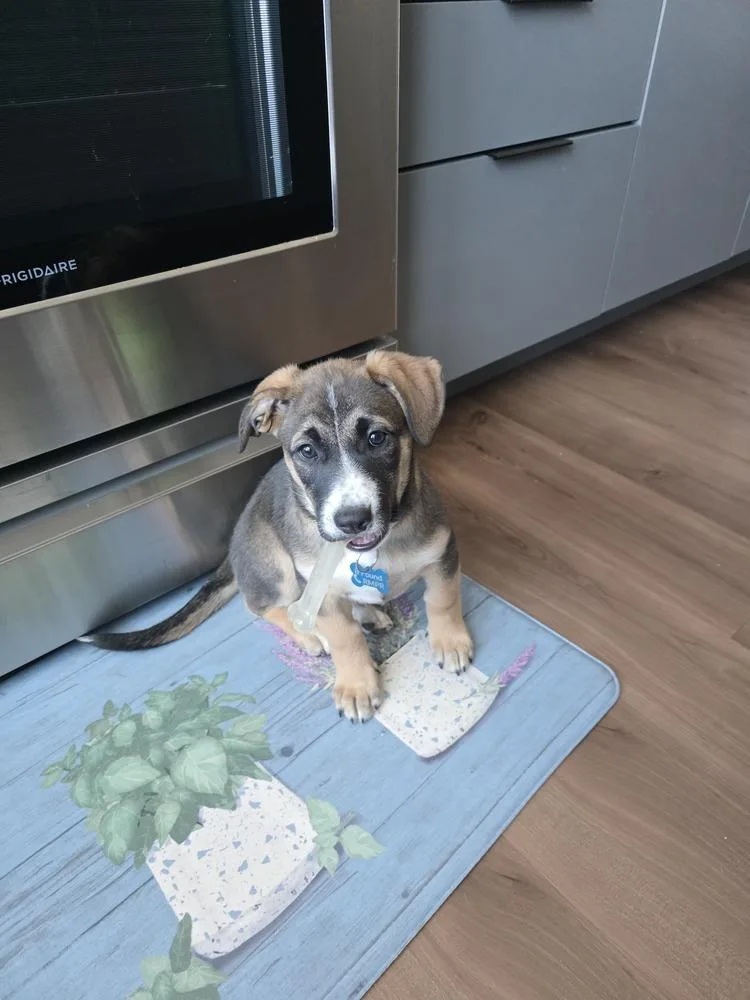 A baby medium-sized female Shepherd dog named Honey for adoption in Thornton, CO