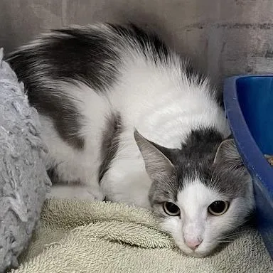 A young medium-sized female Gray / Blue / Silver Domestic Short Hair cat named Pink for adoption in Port Charlotte, FL