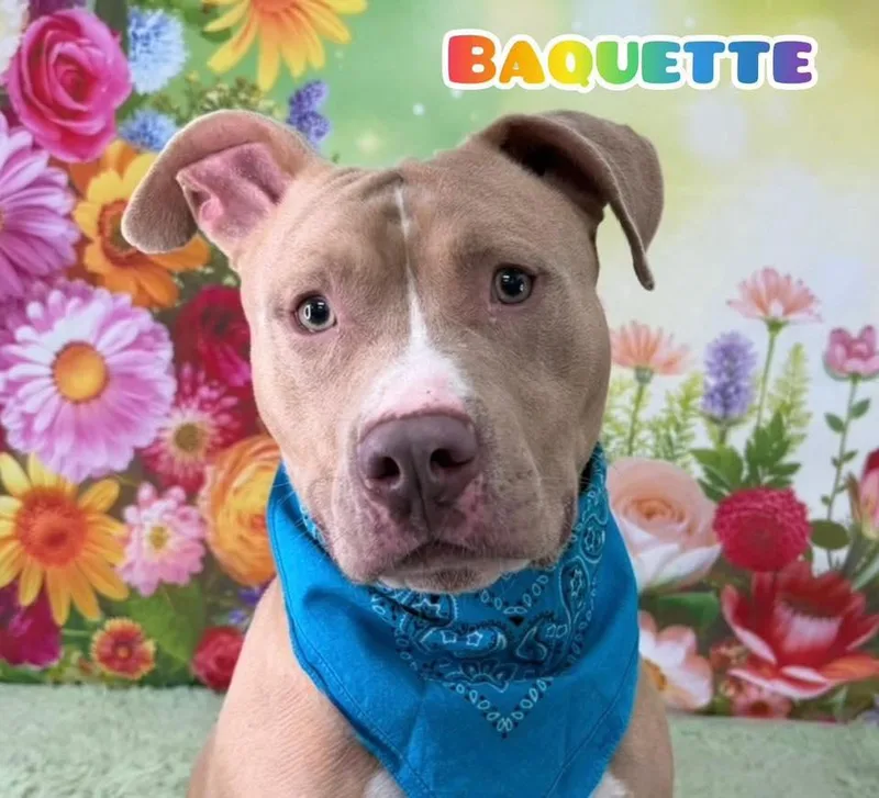 Baguette