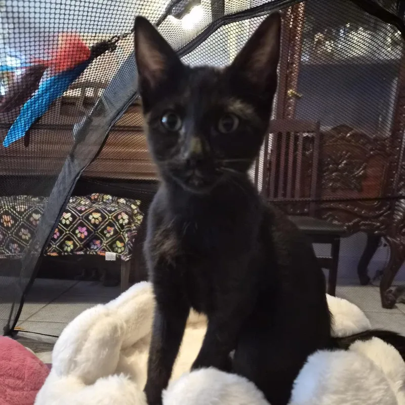 A baby small-sized female Black Domestic Short Hair cat named Raven for adoption in Lauderhill, FL