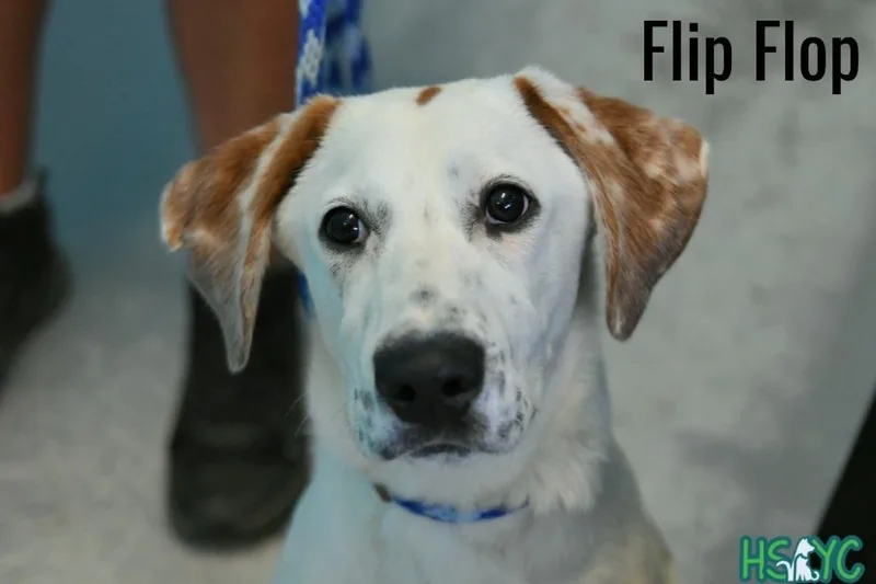 Flipflop