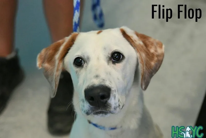 Flipflop thumbnail 2