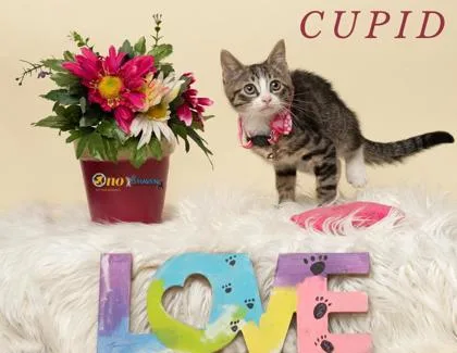 Cupid thumbnail 2