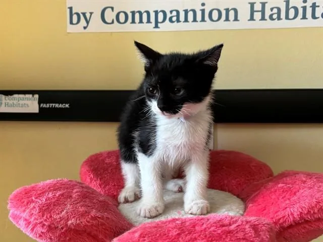 A baby medium-sized male Domestic Short Hair cat named Genghis Kat for adoption in Lancaster, CA