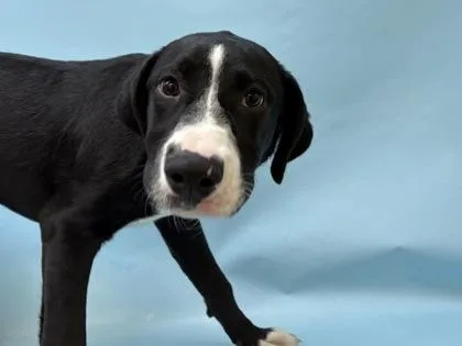 A baby medium-sized female Mixed Breed dog named Skye for adoption in Golden Valley, MN