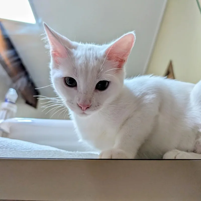 A baby small-sized female White Domestic Short Hair cat named Trudi for adoption in Wheeling, IL