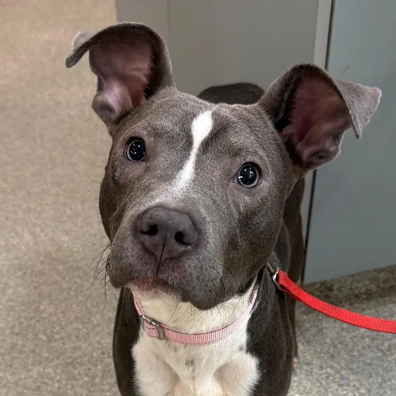 A young medium-sized male Gray / Blue / Silver Mixed Breed dog named Wrinklesire for adoption in Jacksonville, FL