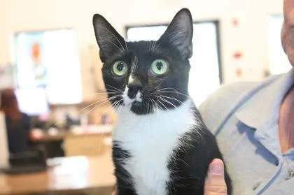 An adult large-sized female Domestic Short Hair cat named Clawdia Monet for adoption in Brunswick, GA