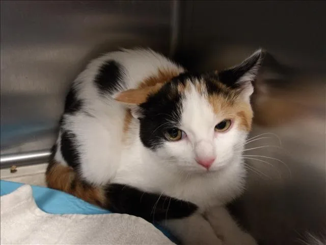 A baby small-sized female Domestic Short Hair cat named Iris for adoption in Los Angeles, CA