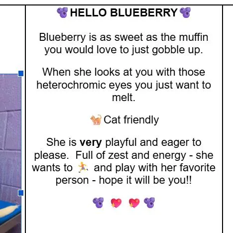 CT Blueberry thumbnail 4