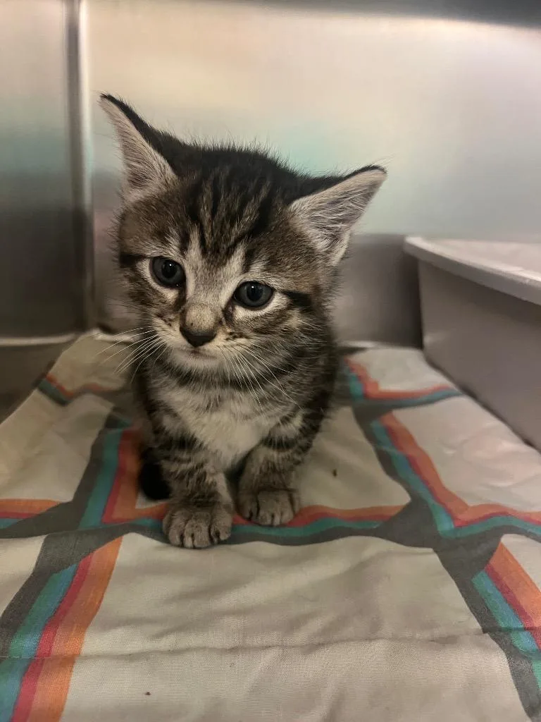 A baby medium-sized female Domestic Medium Hair cat named Aprilblue for adoption in Mineral, VA