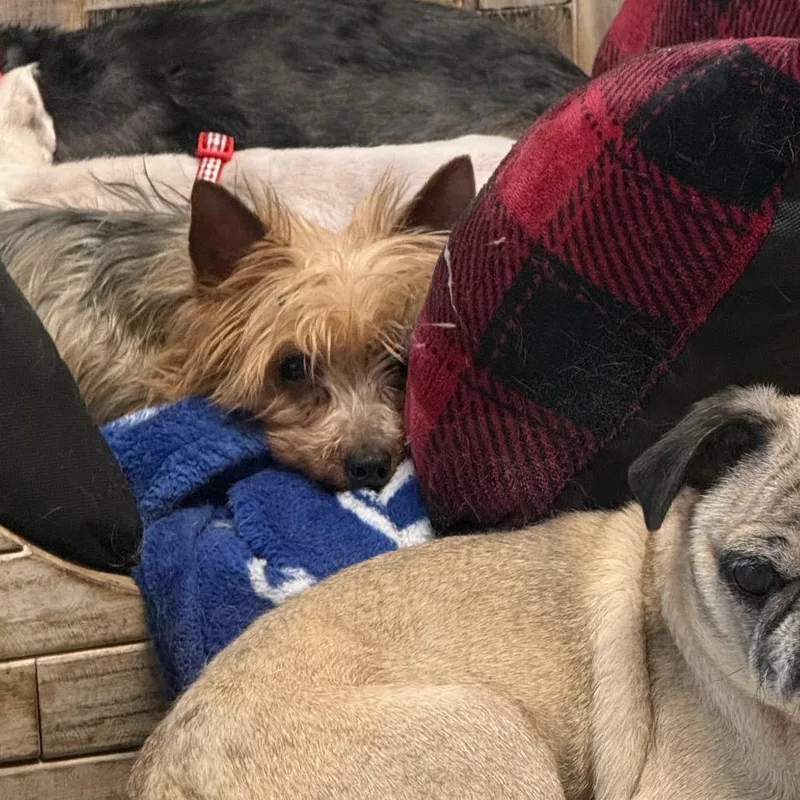 A senior small-sized female Black Yorkshire Terrier dog named Lulu for adoption in Normal, IL