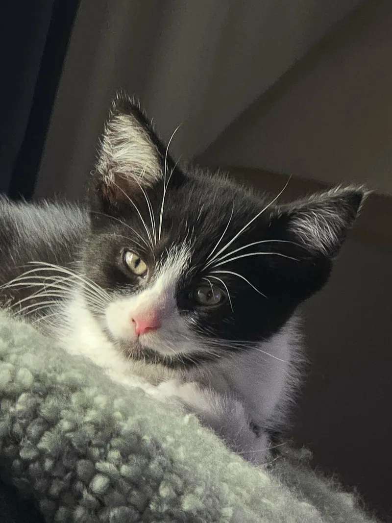 A baby medium-sized male Domestic Short Hair cat named Austin for adoption in Battle Creek, MI