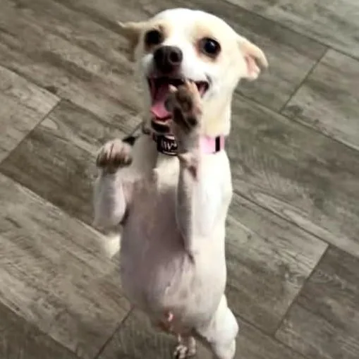 An adult small-sized female White / Cream Chihuahua dog named Jill for adoption in Marana, AZ