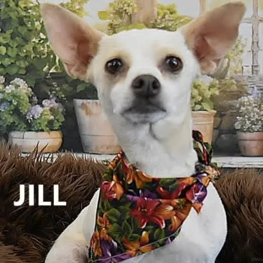 Jill thumbnail 3
