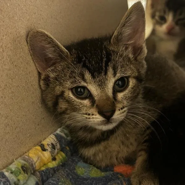 A baby small-sized female Domestic Short Hair cat named Charlotte for adoption in Dublin, CA