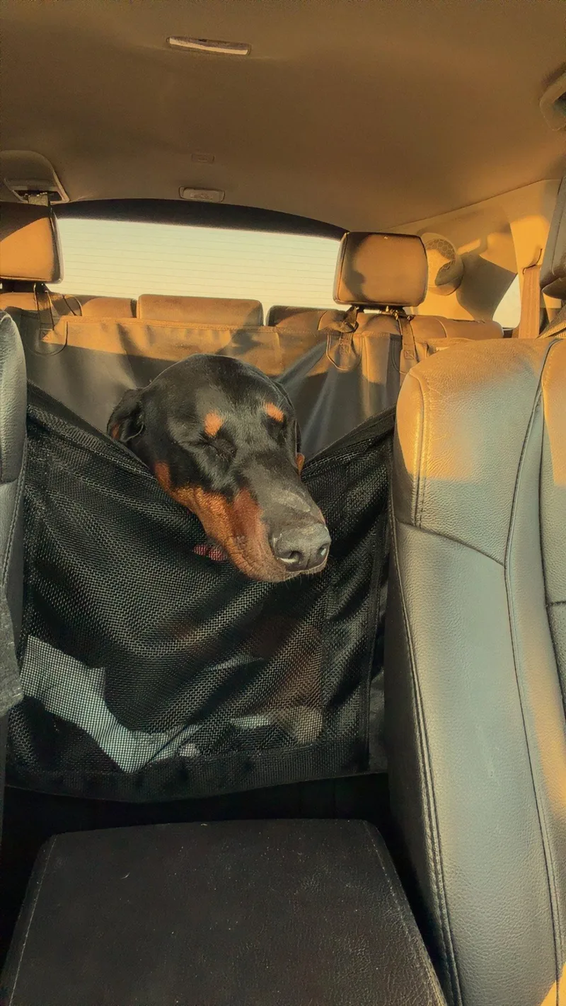 A young large-sized female Doberman Pinscher dog named Nyx for adoption in Minneapolis, MN