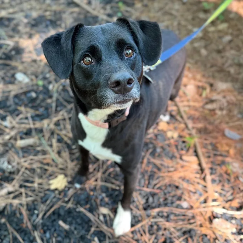 An adult medium-sized male Mixed Breed dog named Prince Jet for adoption in Fredericksburg, VA