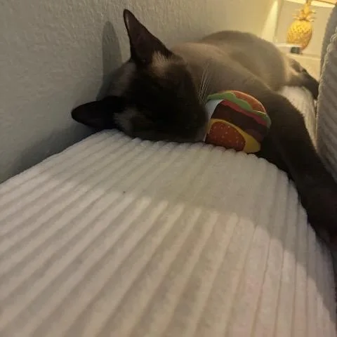 An adult small-sized male Siamese cat named Aaron for adoption in Agoura Hills, CA