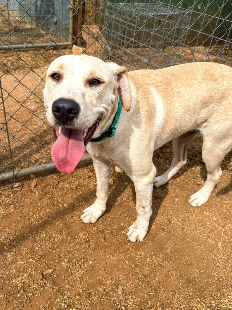 A young large-sized male Yellow Labrador Retriever dog named Butters for adoption in Marble Falls, TX