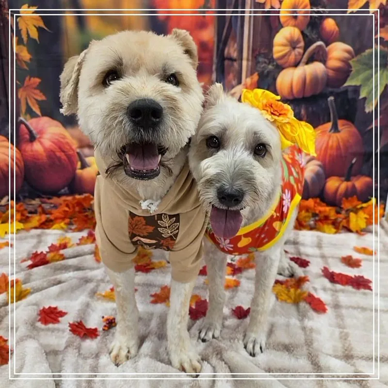A senior medium-sized female Yellow / Tan / Blond / Fawn Wheaten Terrier dog named Shante for adoption in Chandler, AZ
