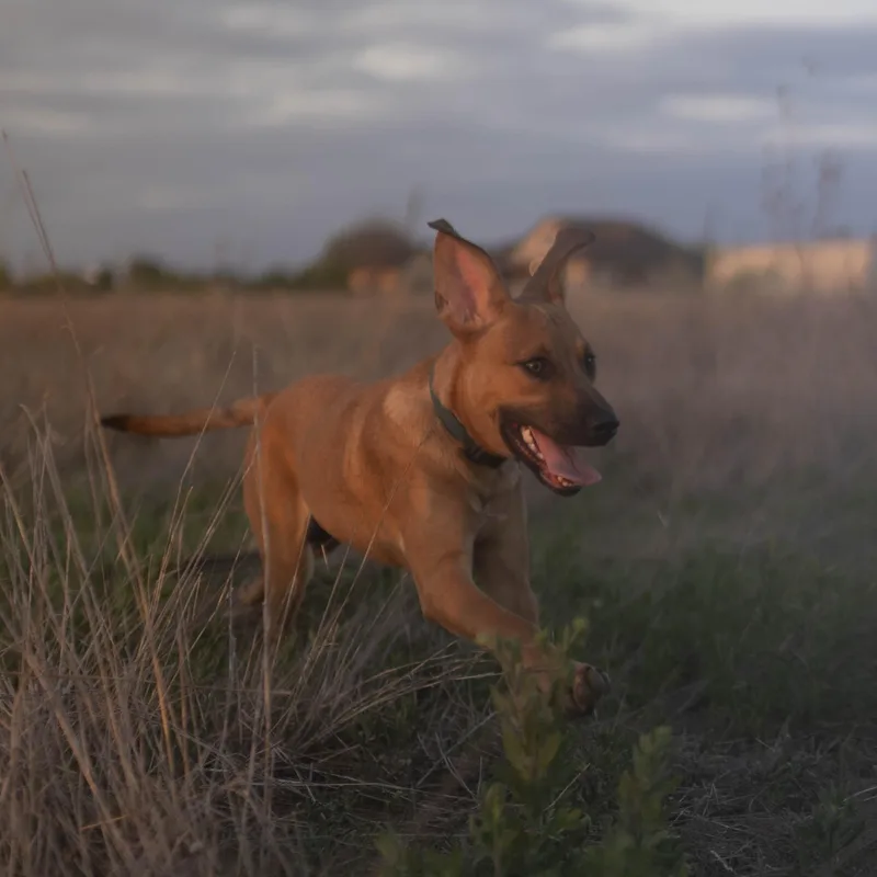 A baby large-sized male Red / Chestnut / Orange Australian Cattle Dog / Blue Heeler dog named Matcha for adoption in Driftwood, TX