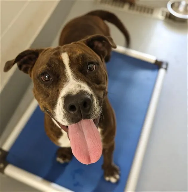 A young medium-sized female American Bully dog named Halo for adoption in Ocala, FL