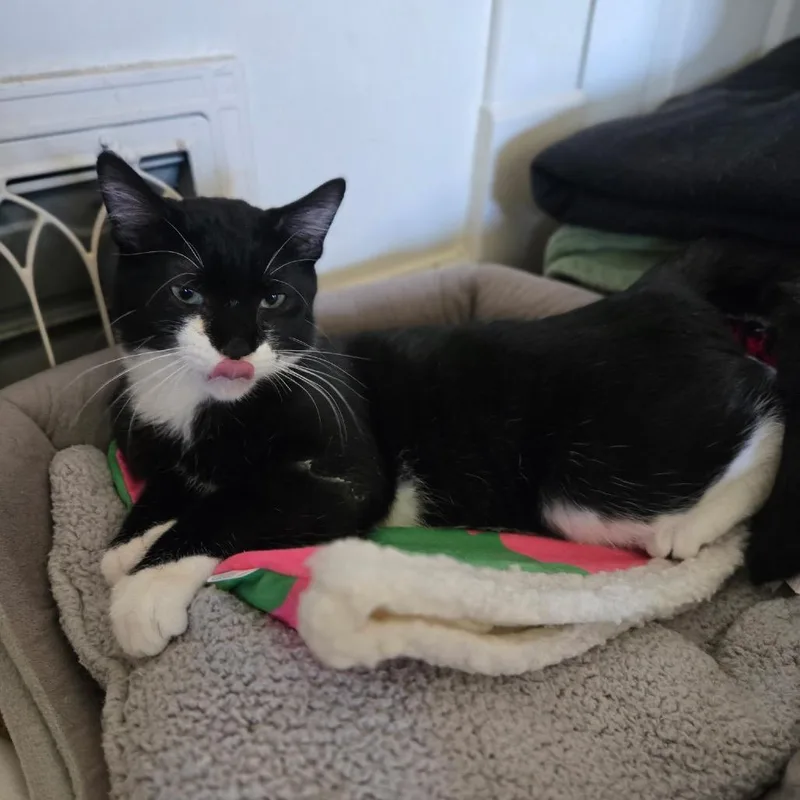 A young medium-sized male Black Domestic Medium Hair cat named Gumby for adoption in Spokane, WA