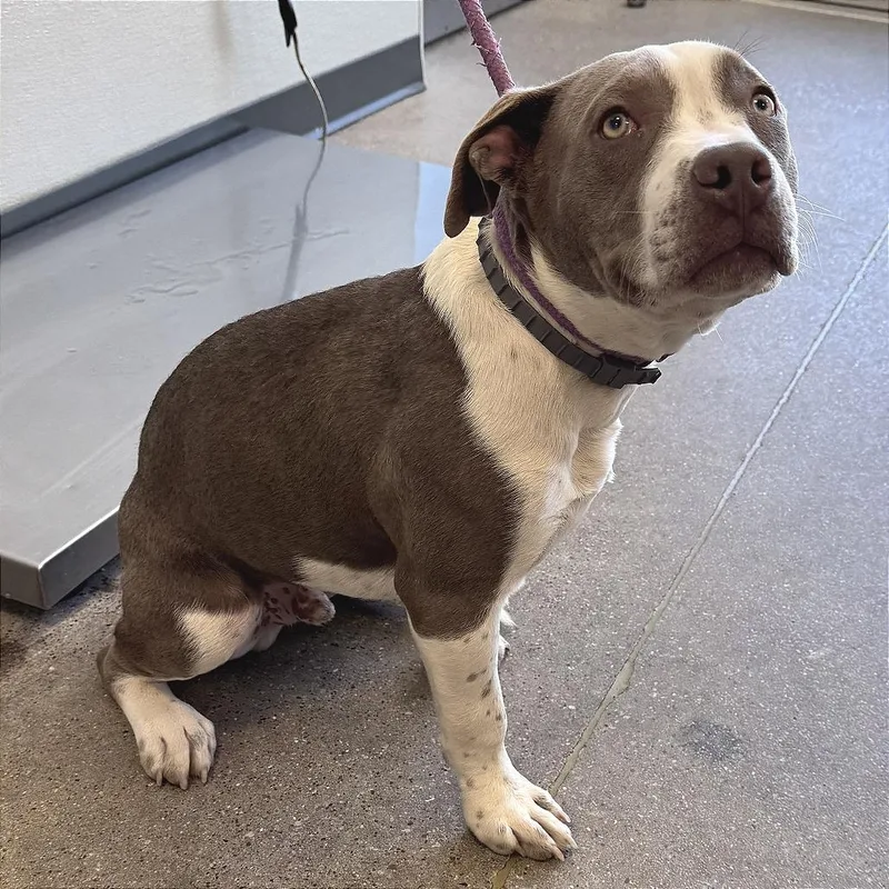 A young large-sized male White / Cream Mixed Breed dog named 106794 for adoption in Las Cruces, NM