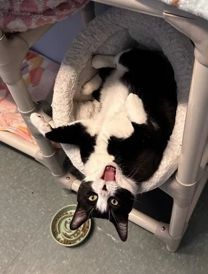 An adult medium-sized female Domestic Short Hair cat named Rose for adoption in Bridgewater, NJ