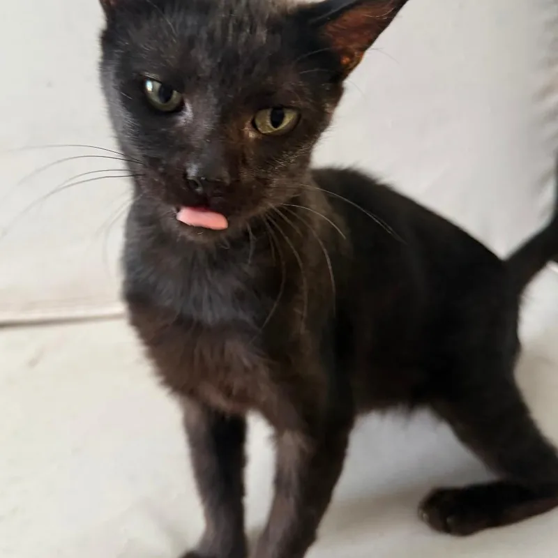 A young medium-sized female Black Bombay cat named Cleopatra for adoption in Los Angeles, CA