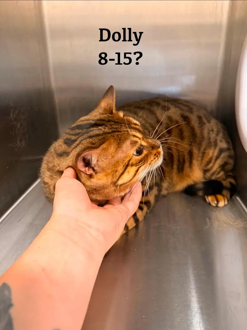 An adult medium-sized female Tabby (Leopard / Spotted) Bengal cat named Dolly for adoption in Clarksville, TN