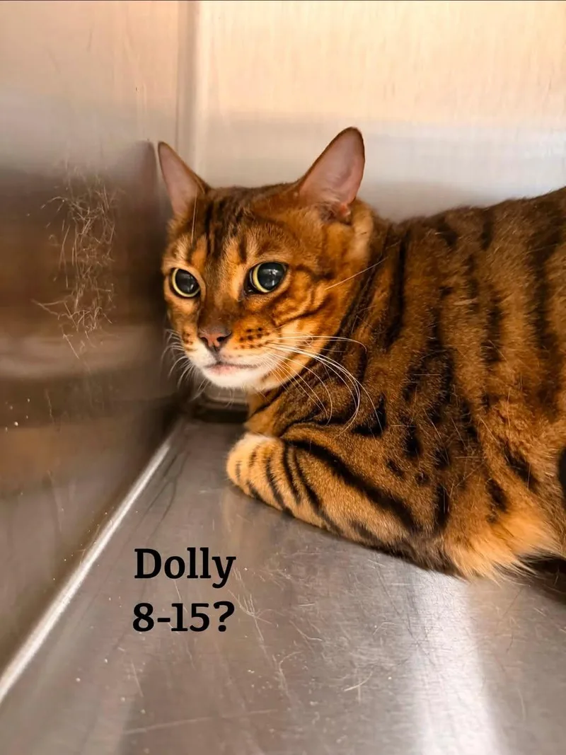 Dolly thumbnail 4