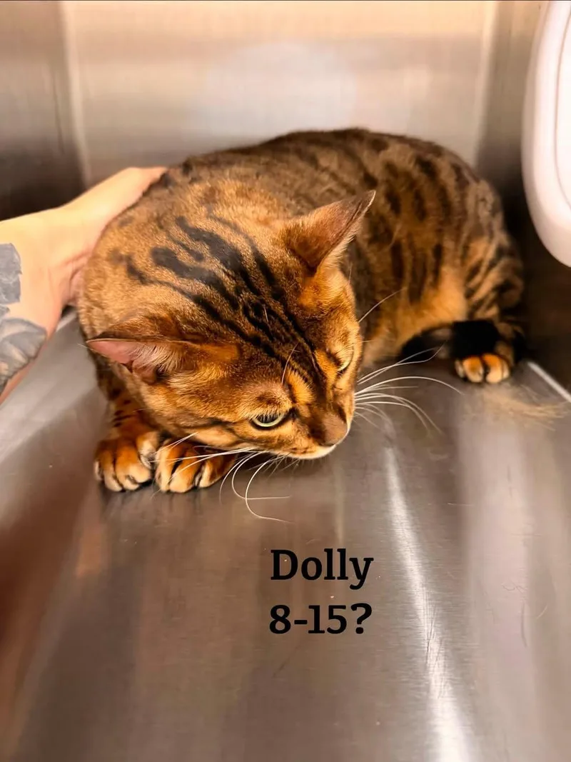 Dolly thumbnail 6