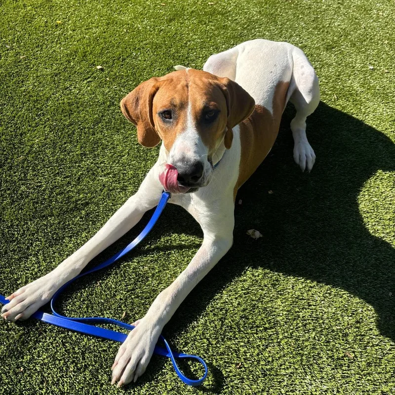 A young large-sized male Brown / Chocolate Great Dane dog named Bobby for adoption in Briarcliff Manor, NY