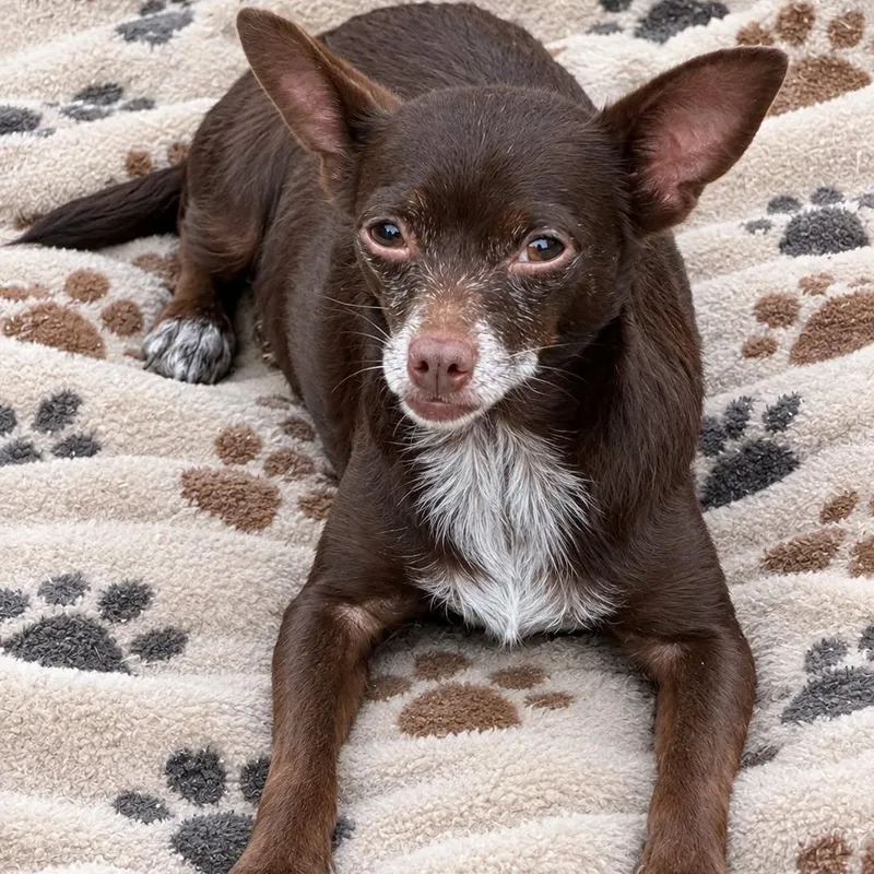 An adult small-sized female Brown / Chocolate Chihuahua dog named Chica for adoption in Williston, VT