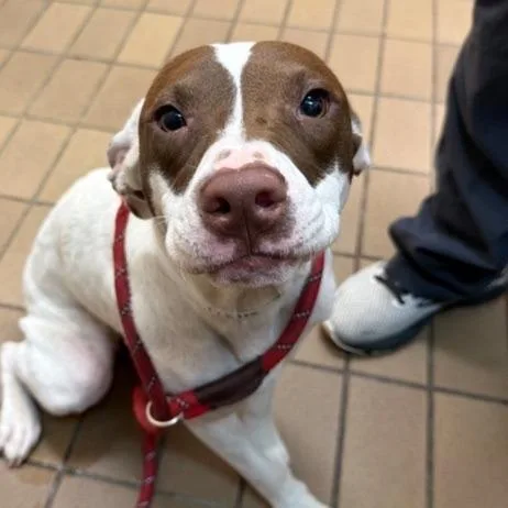 A young medium-sized female Terrier dog named Margaret for adoption in Wilmington, DE