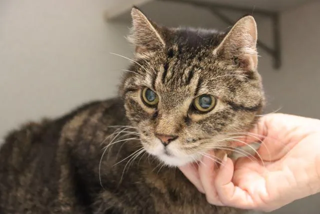 A senior small-sized male Domestic Short Hair cat named Tubb for adoption in Tucson, AZ