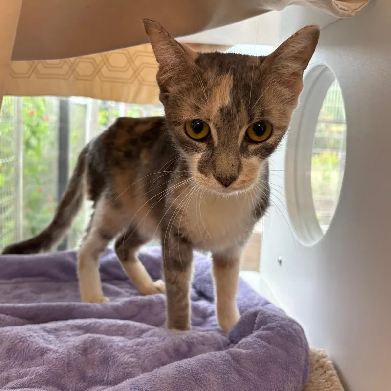 An adult medium-sized female Orange / Red Domestic Short Hair cat named Kashmir for adoption in League City, TX