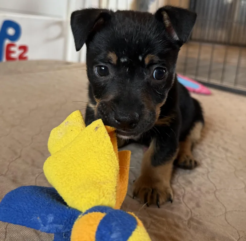 A baby small-sized male Black Chihuahua dog named Liam for adoption in Dallas, TX