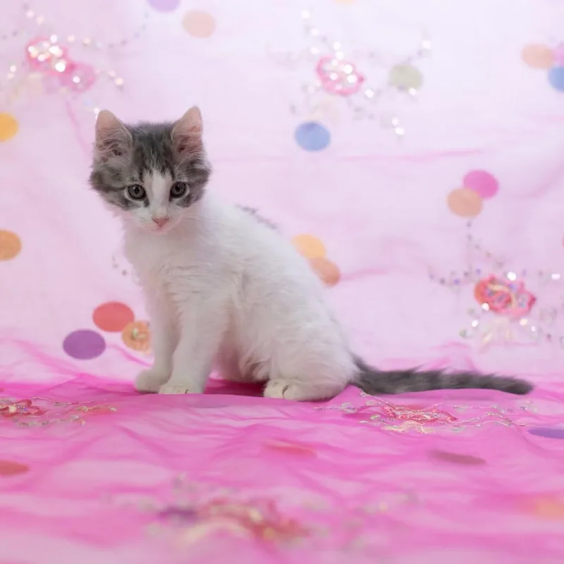 A baby small-sized female Gray / Blue / Silver Domestic Short Hair cat named KiwiC for adoption in East Saint Louis, IL