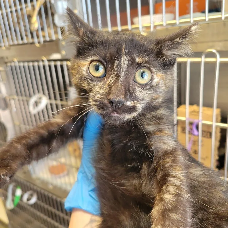 A baby small-sized female Tortoiseshell Domestic Short Hair cat named WAGSStray for adoption in Westminster, CA