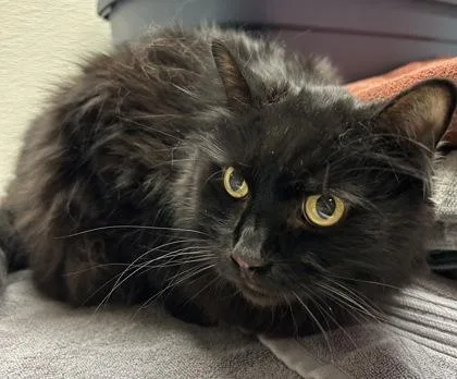 An adult small-sized male Domestic Long Hair cat named Sebastian for adoption in Phoenix, AZ