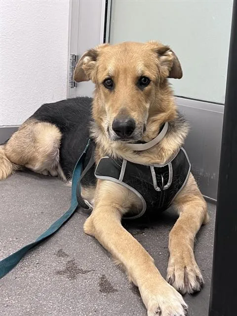 An adult large-sized male German Shepherd Dog dog named Greg for adoption in Mesa, AZ